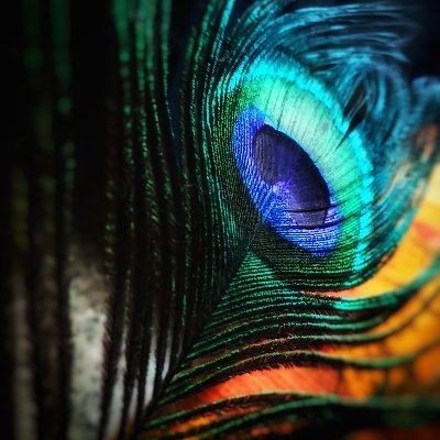 NehaSomani5's profile picture. 