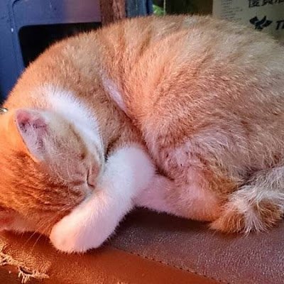 youzhilang2's profile picture.