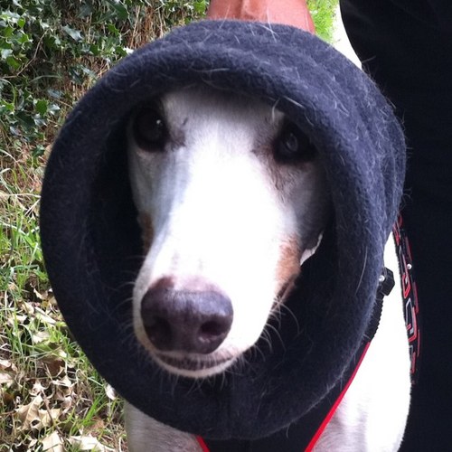 Itheeglenn's profile picture. I’ve been a massive Leyton Orient and Somerset cricket fan for over 60 years, and I also follow Alderney Nomads, Jersey Bulls, and Jersey Rugby Club