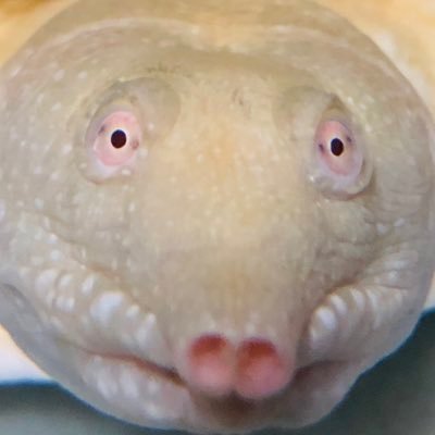 スッポン(アルビノ)クサガメ、日本石亀、ヒョウモントカゲモドキ(マックスノーhetラプター)ニシアフリカトカゲモドキ(ノーマル)セイブシシバナヘビ(ノーマル)カリフォルニアキングスネーク(ブリザード)ミドリタマゴヘビ、ヒバカリ、カラスヘビを飼育してます! 宜しくお願いします🐢🐍🦎✨第一種衛生管理者免許所持🥺
