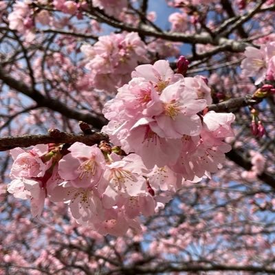 sweetcandy_m's profile picture. 埼玉県