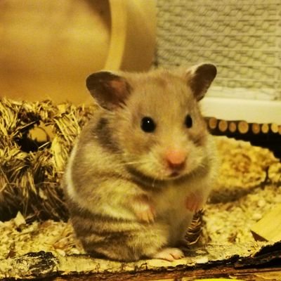 MornKattei's profile picture. 27