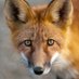 Furryfan (vaccinated moderna ) (@foxesarecute37) Twitter profile photo Furryfan (vaccinated moderna ) (@foxesarecute37) Twitter profile photo
