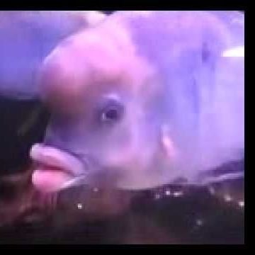 EEEEEEEMATONGO's profile picture. I love money, gucci, dubia and cock. No DMs, unless you've got more than 1.000.000 mil in the bank. Eeeeeeeeee