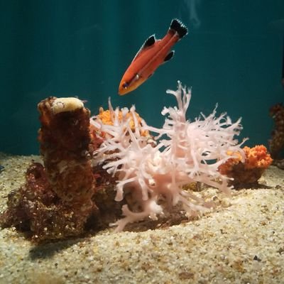 彼岸花さんのプロフィール画像