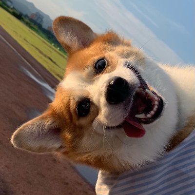 Welcome to #Corgi Lovers ❤️                
Follow Us😍 If You Love #Corgis!             
This page is dedicated to all #Corgi Lovers!