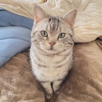 もえかす (@brs13x) 's Twitter Profile Photo