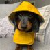 Dachshund Lovers Page (@dachshundslove) Twitter profile photo