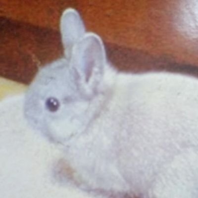 running4rabbit Profile Picture