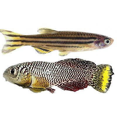 exploring cell-cell/organ-organ communication systems preventing diseases and aging using small fish models. 小魚をヒトのモデルに、斜め上からの切り口で、がん、病気、老化のメカニズム理解と制御・予防を目指します!