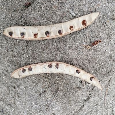 Dagitra's profile picture. 