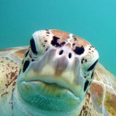 chmpr's profile picture. marketing &  adv exec, cat & dog rescue exec dir., native Texan domiciled in South Florida, scuba nut