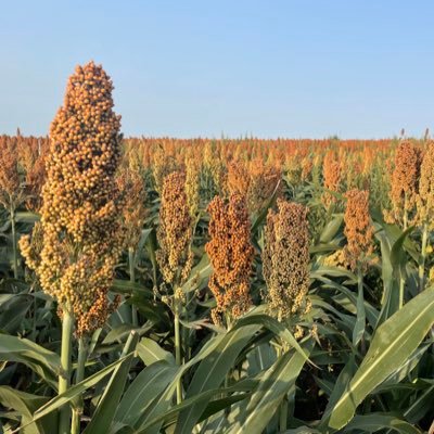 Advocates for sorghum growers in Kansas.