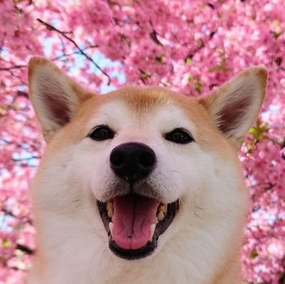 shiba_charmy Profile Picture