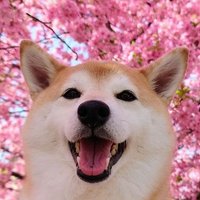 柴犬チャーミー(@shiba_charmy) 's Twitter Profile Photo