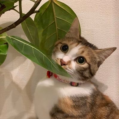 tsubasan_osk's profile picture. 