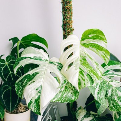 Our goal is to bring the joy and love of houseplants to everyone. Go to https://t.co/fOlxkWpKUh to learn more. :)