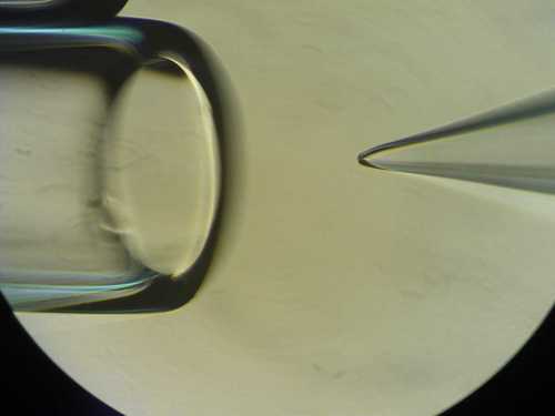 PeteMeighan's profile picture. Trying to understand life--one ion channel at a time.