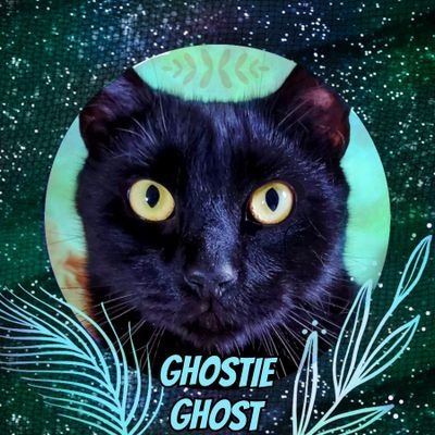 Hello, frens! Am Ghost. Is verry nice to meet yoo & am hopez we can be frens on teh Tweeter! I follow back all kittehs, woofs, & other fuzzy tings. NO POLITICS.