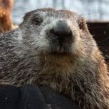 I hate punxsutawney phil so much