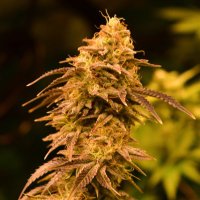 BlazingVisuals (@blazingvisuals) 's Twitter Profile