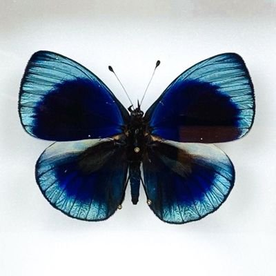 philotima1's profile picture. Ephemeral visitor catching the day