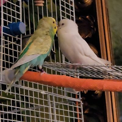 a 5 year old budgie with a big personality! Now including a NEW (ish) 1 year old budgie!