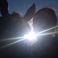 Hocus Henry (@hocus_henry) 's Twitter Profile