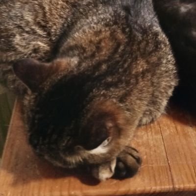 CFoxears's profile picture. Бываю тут редко, но метко