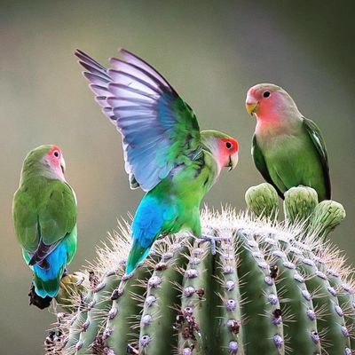 أغلا كنز بالعالم ( الأمان ) نعمٌ عظيم لايملكهُ إلا العقـلاء _ 🇸🇦