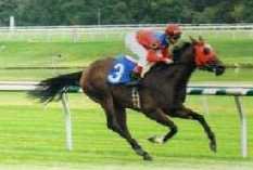 BlindHorseWhisp's profile picture. Breeder of champion hunter #ponies & winning #racehorses Love #horses #dogs & #cats Sell on #eBay to help out my family. #SeeingEyeDog #blindness #autism