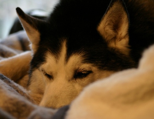 Rabble rousing traveler, business owner, mom and activist....servant to the furry hoard of husky, golden and cat.