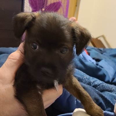 purplewolf19651's profile picture. I am a grandmother of 2 teenagers.