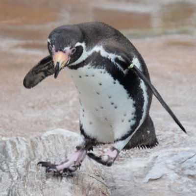 動物(特にペンギンと犬)が大好きな、人間の心理を扱ってる者です。東武動物公園のペンギンえだまめ、ビール、ネイ君、東北サファリパークの出川さん、上島さん推し。ペンギンズのこと以外にはグラブルや格ゲーのことなどもたまに呟きますよー。マンガ「バスルームのペペン」大好き。ペペン可愛い！最近は親友の影響でガンプラやってます。