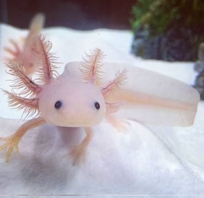 Axolotl Juice