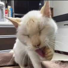 散歩と猫を愛する広告代理店デザイナー🐱☺️ WEBデザイン・WEB広告・マーケティングのレクチャー記事も書いてます!!🤗→ https://t.co/PHxxwOrSig ▶️【ブログ】アイテムの泉も開始!https://t.co/Gd9fwxbu3E