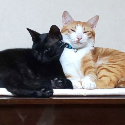 nata_daigaku's profile picture. 🌸→OECU 情報(HT22)
ゲームと猫が好き
卓上ゲーム布教会/モンハンサークル所属
よくTwitterをふよふよしています