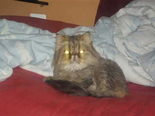 professional cat