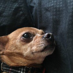 suzettgmezo's profile picture. Craven