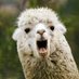 LLAMA (@1_llama_1) Twitter profile photo LLAMA (@1_llama_1) Twitter profile photo