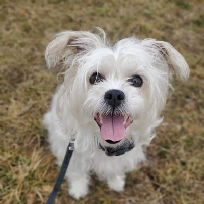 theotherdorothy's profile picture. 