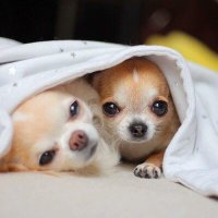Chihuahua Lovers Page(@chihuahuaslovee) 's Twitter Profile Photo