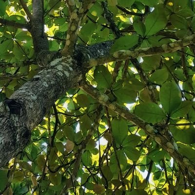 También, animal de compañía de un gato...