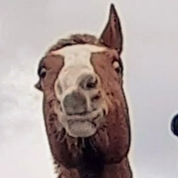 redmeankitten's profile picture. Rider