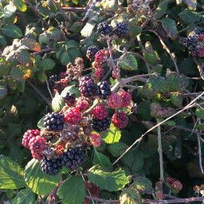 SheyRea's profile picture. 