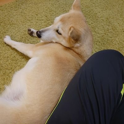 Daaahara3's profile picture. KU法3