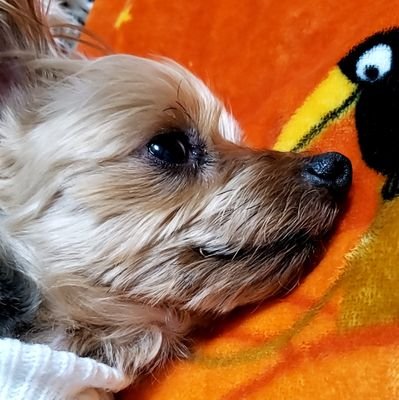 バンタン大好き~🥰ジンチミ~💜ちょいちょい推しぎみかなっの大人ARMYです🤭X呟けなくて、リポストのみしか出来ないんですけど~😓ヨロシクお願いします😊💜2025.7.5幕張メッセ➰🐹🐟2025.7.13京セラドーム大阪🐹🐟