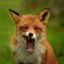 Fox (@fm35869063fm) Twitter profile photo Fox (@fm35869063fm) Twitter profile photo