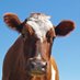 Ayrshire Federation of Historical Societies (@ayrshire_afhs) Twitter profile photo Ayrshire Federation of Historical Societies (@ayrshire_afhs) Twitter profile photo
