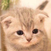 ゆか (@yukavfvmv) 's Twitter Profile